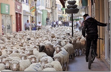 afp_France_sheep_protest_26mar12-878x572